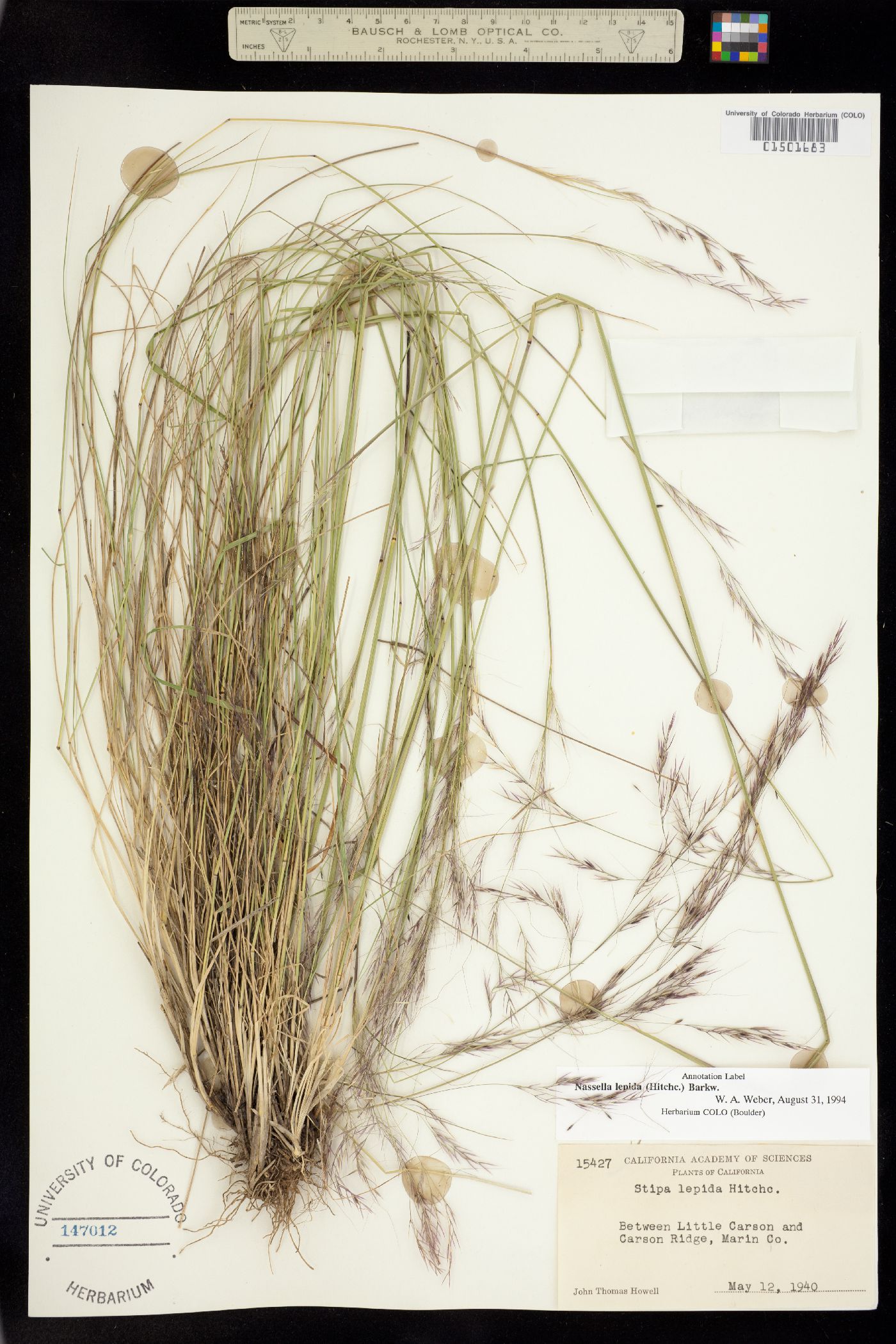 Nassella lepida image