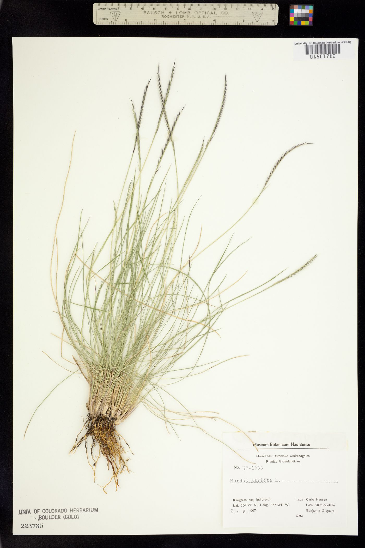 Nardus stricta image