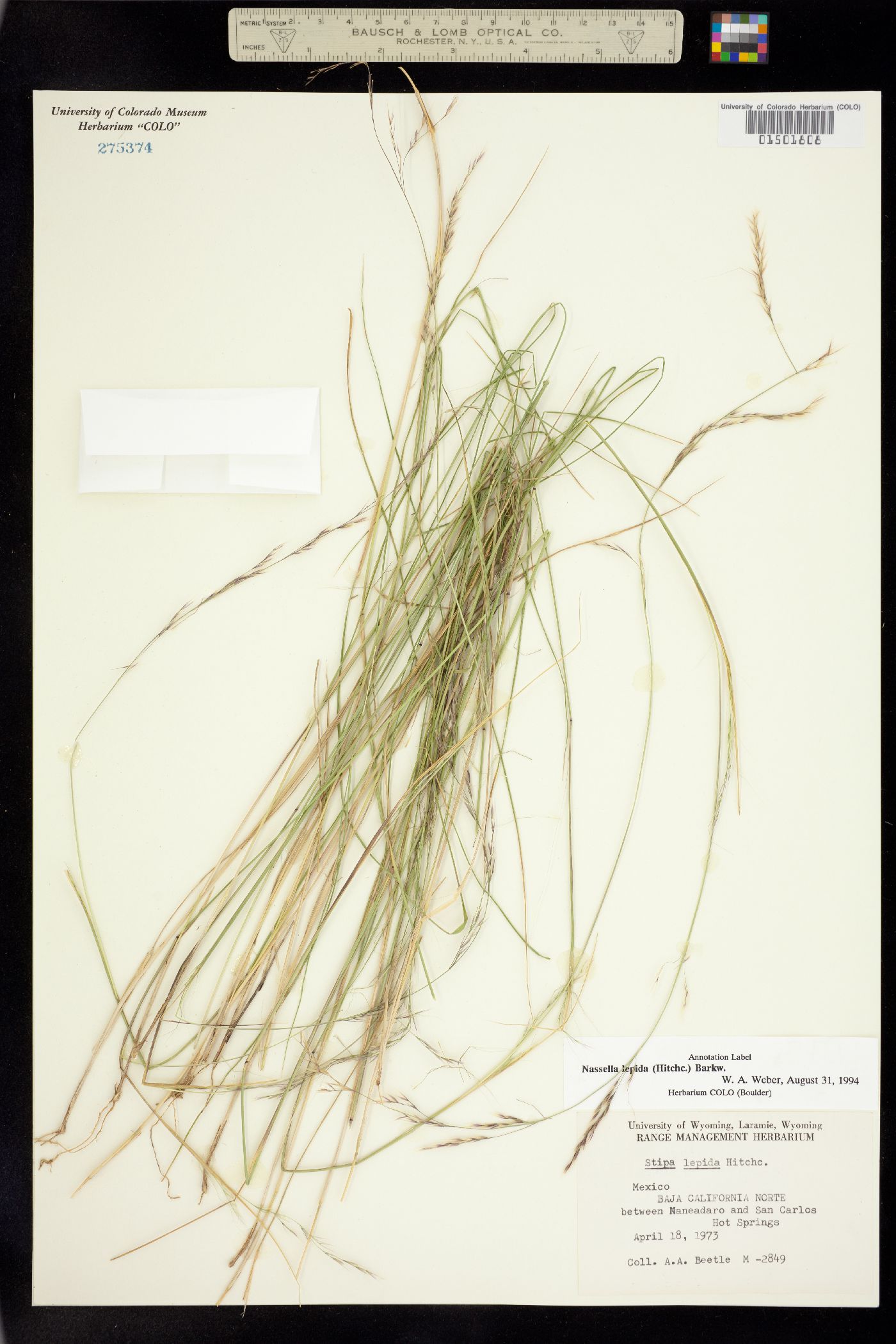 Nassella lepida image