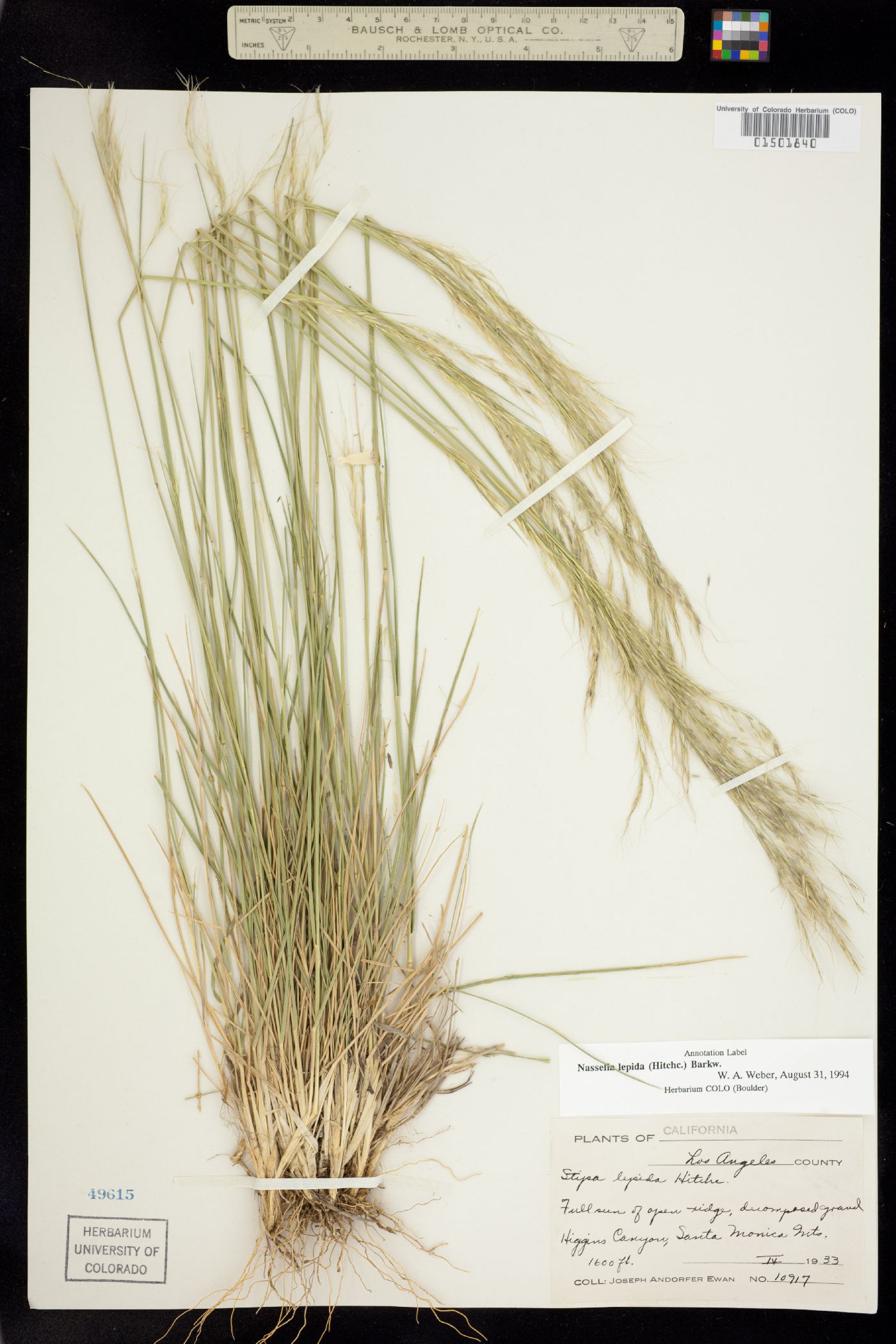 Nassella lepida image