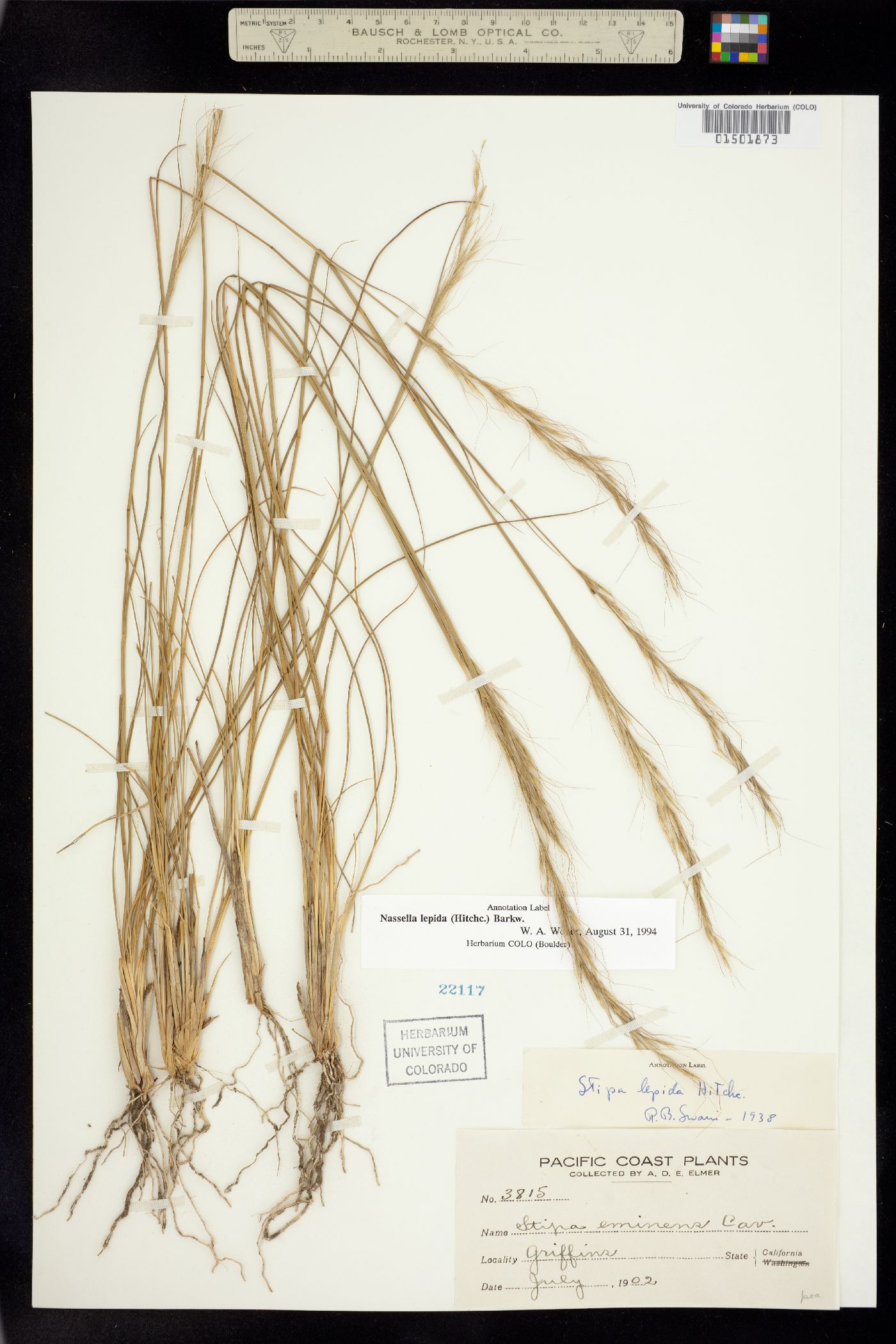 Nassella lepida image