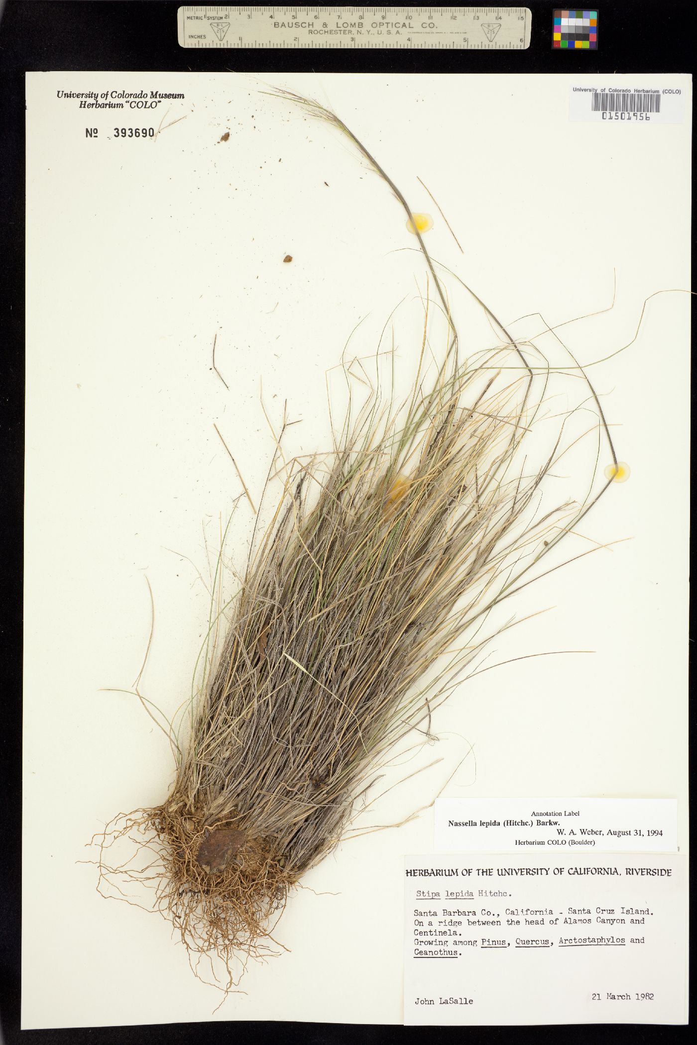 Nassella lepida image