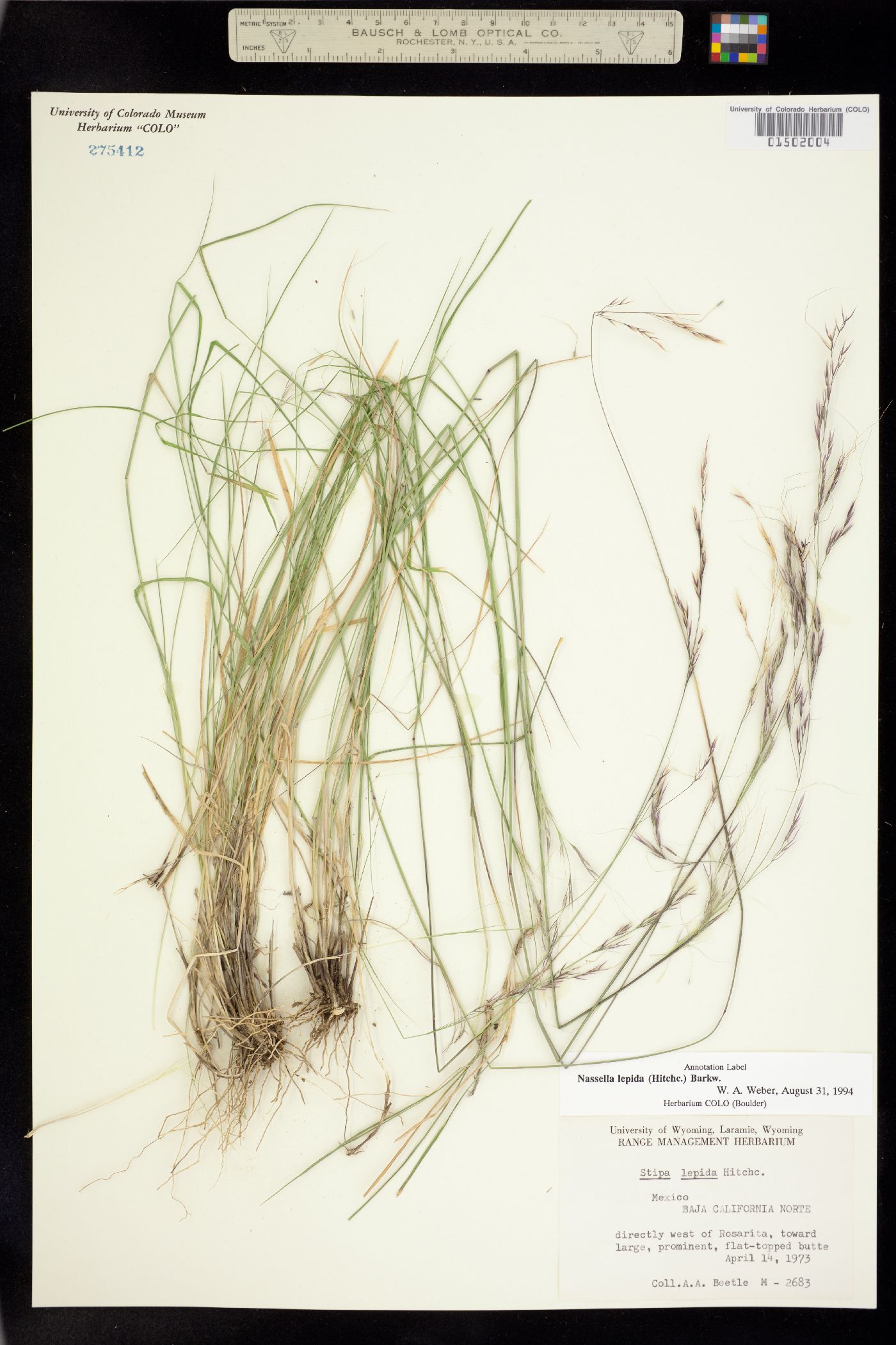 Nassella lepida image
