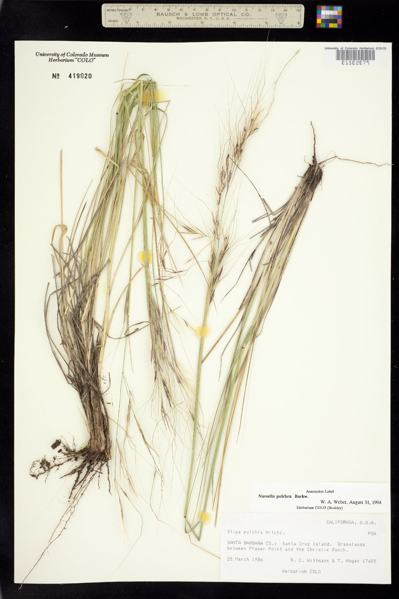 Nassella pulchra image