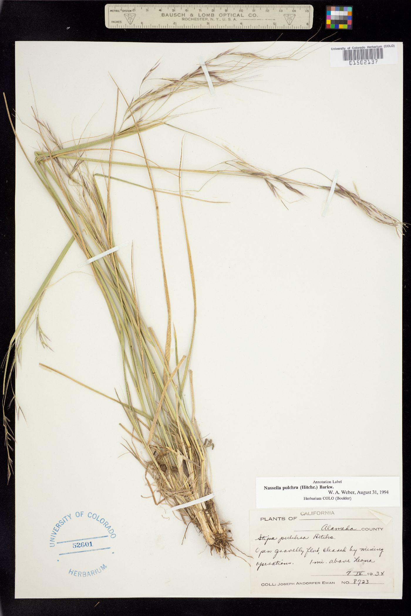 Nassella pulchra image