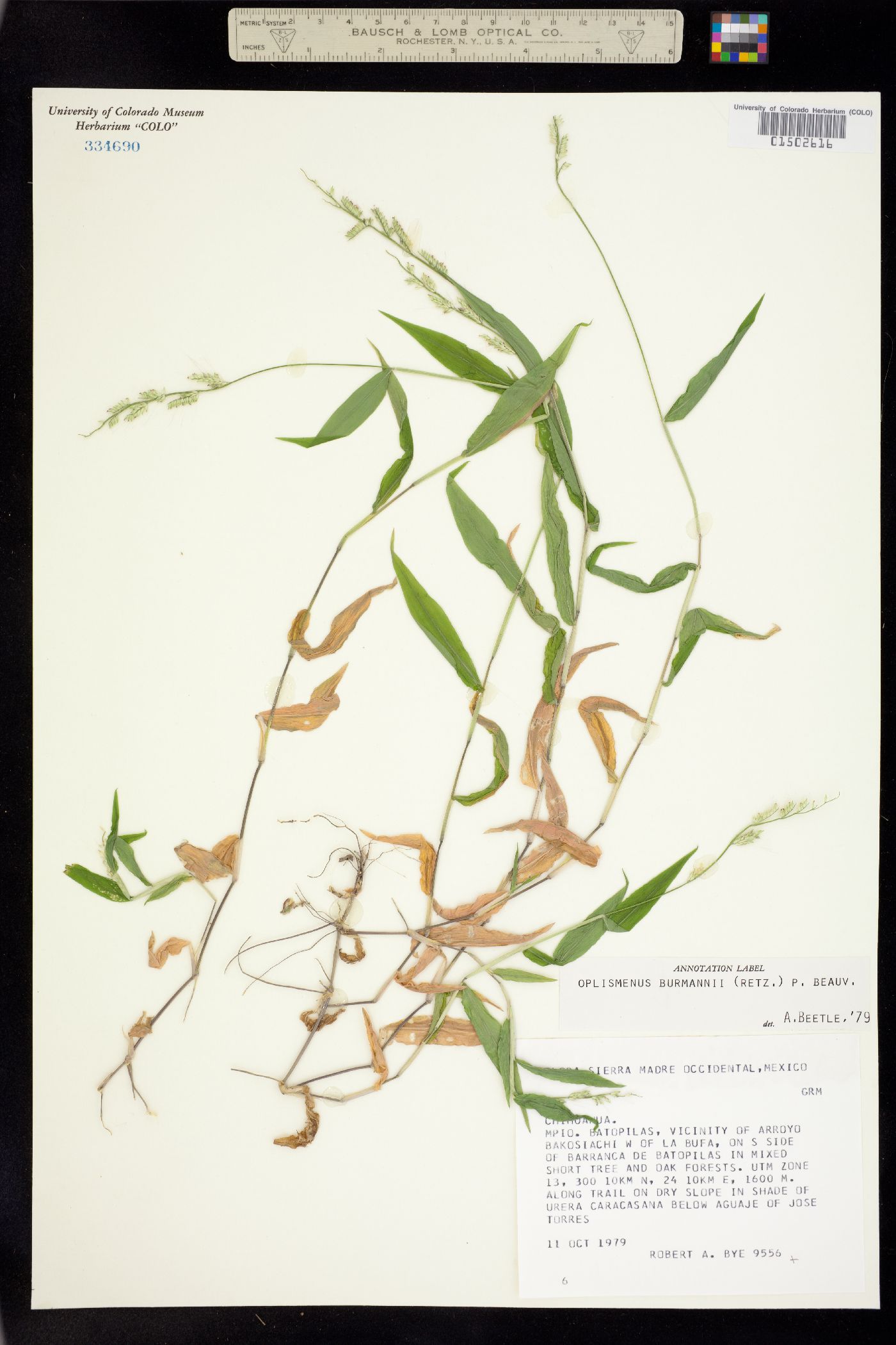 Oplismenus burmannii image