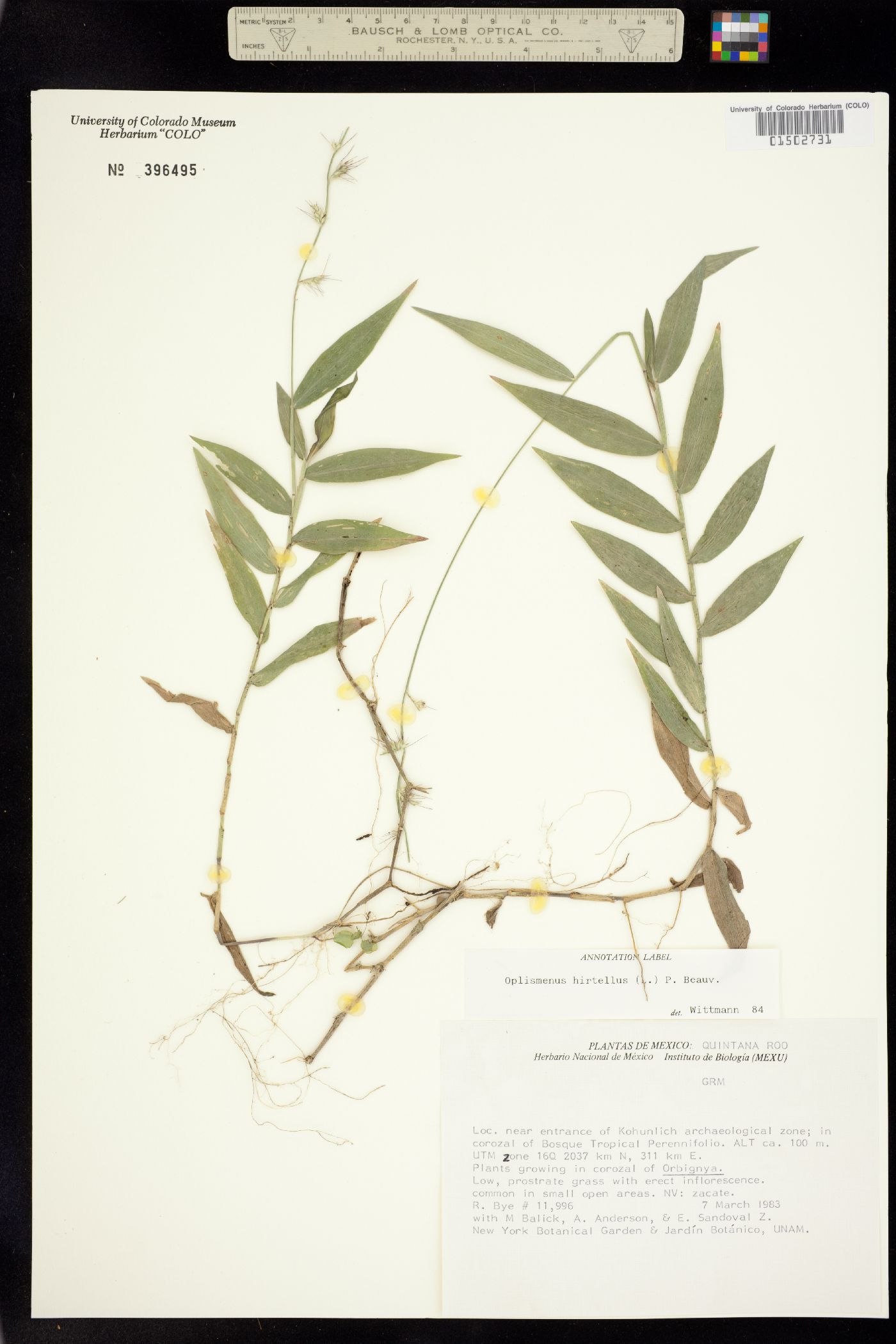 Oplismenus compositus image