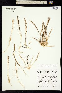 Image of Orcuttia tenuis