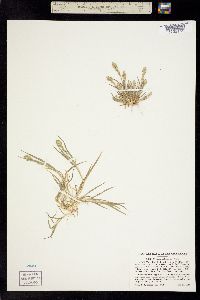 Orcuttia californica image