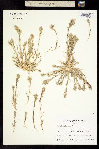 Image of Orcuttia californica
