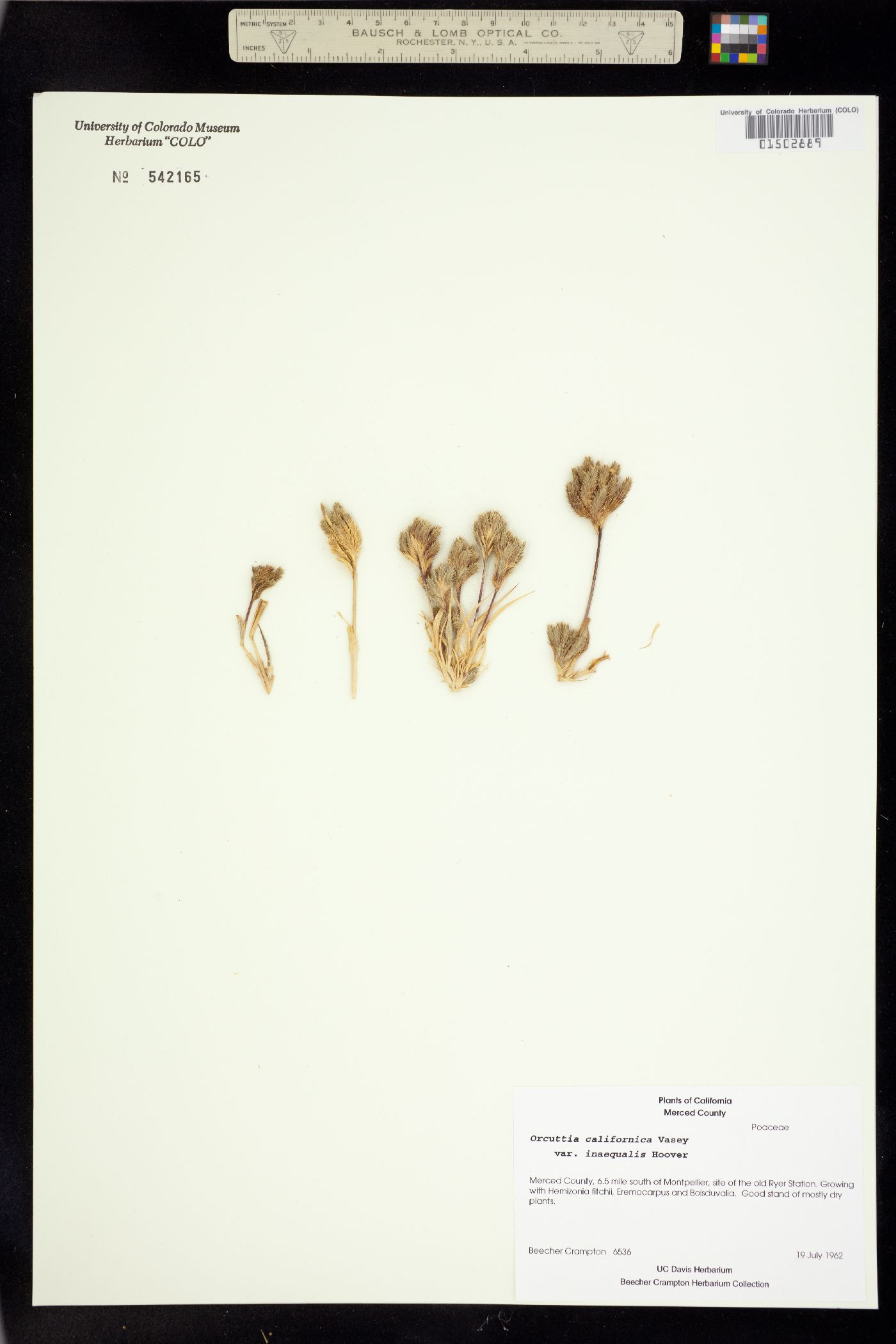 Orcuttia californica image