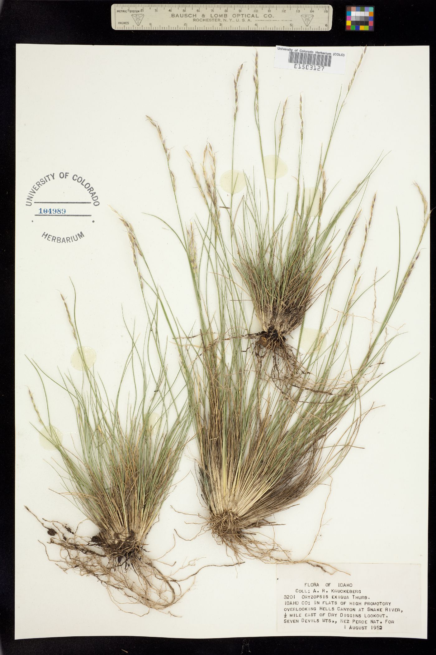 Piptatherum exiguum image