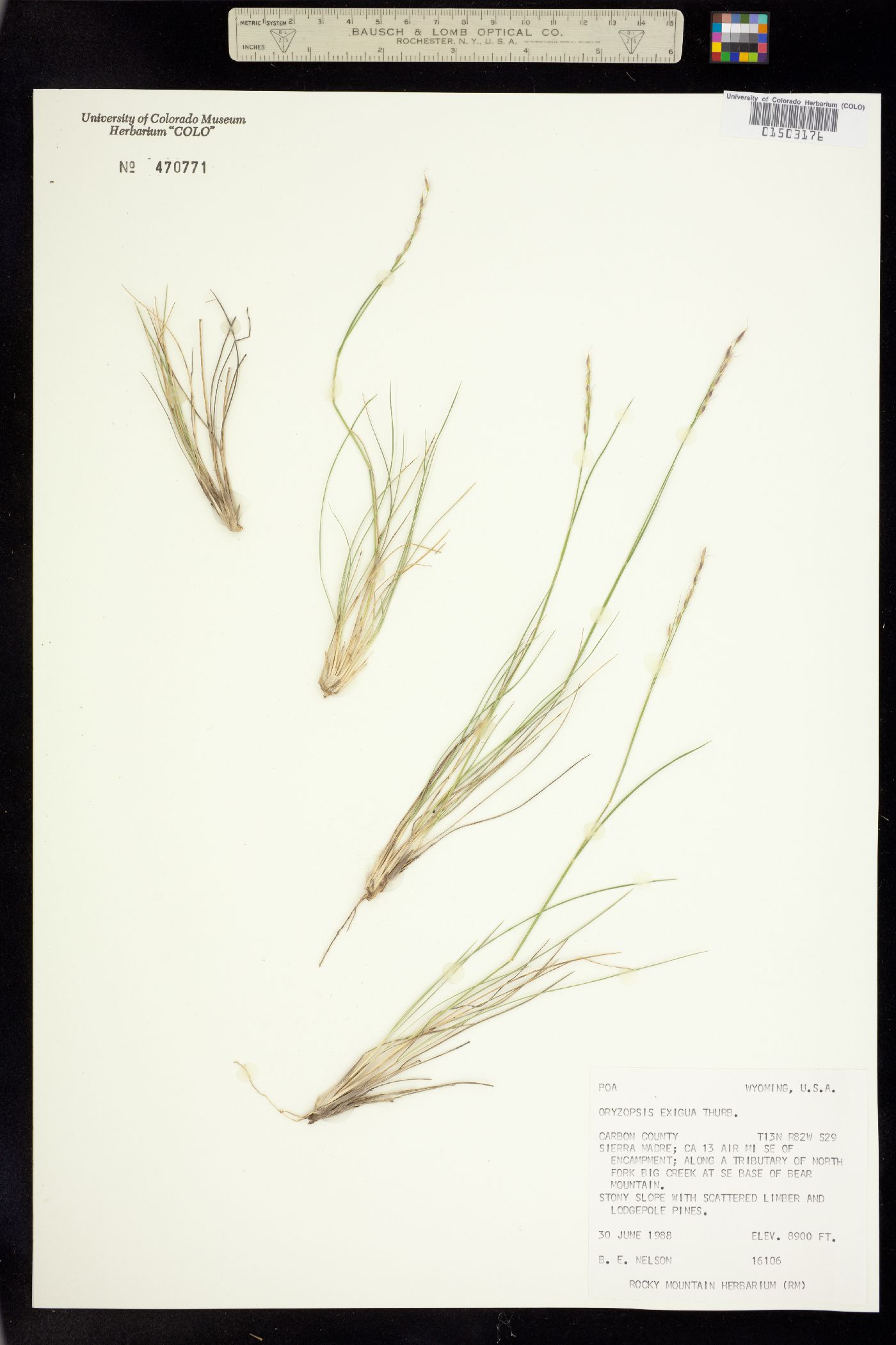 Piptatherum exiguum image