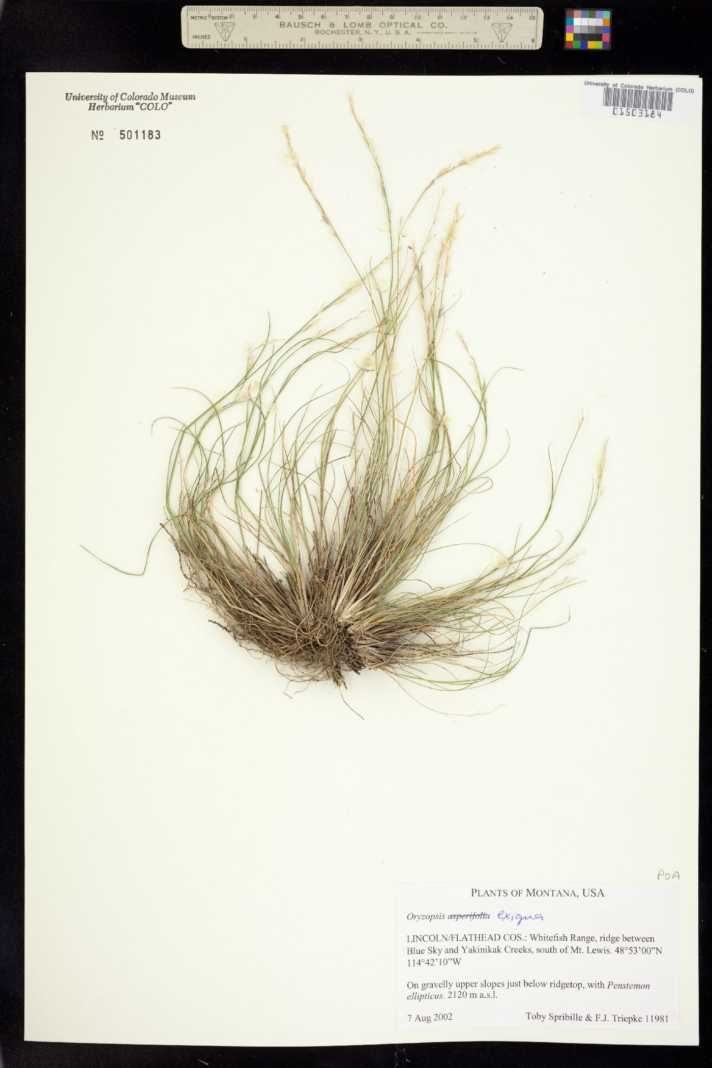 Piptatherum exiguum image