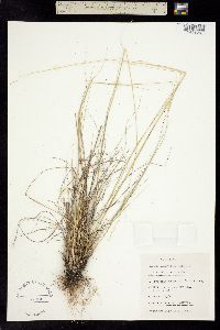 Piptatherum canadense image