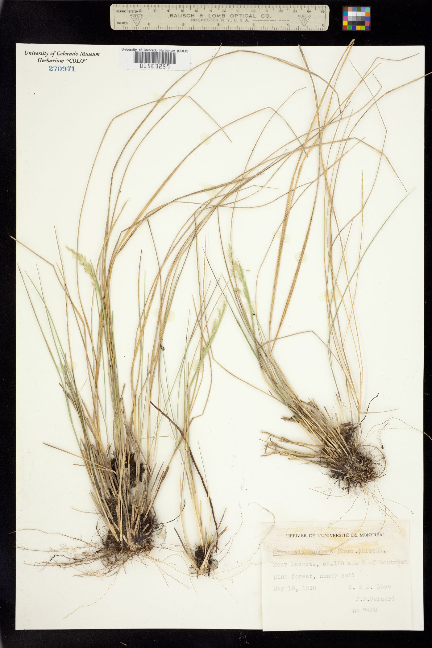 Piptatherum pungens image