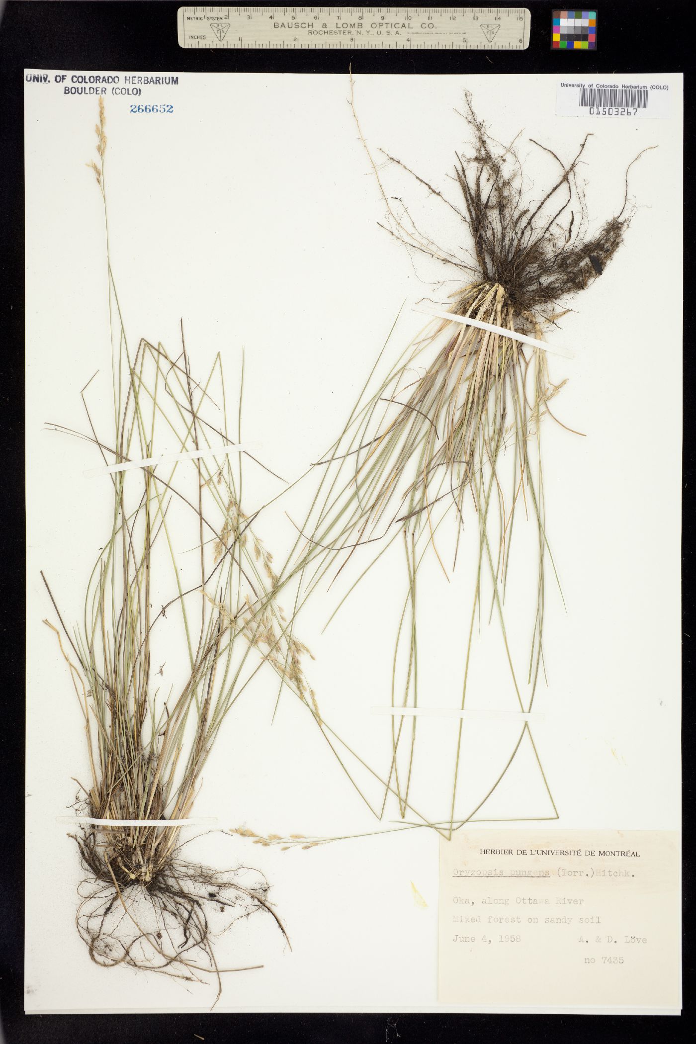 Piptatherum pungens image