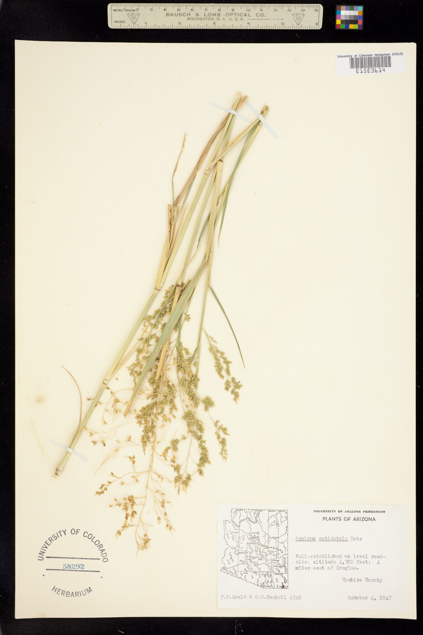 Panicum antidotale image