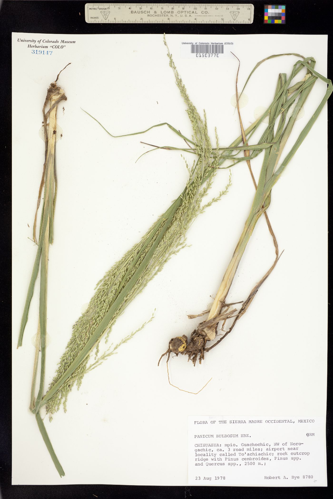 Zuloagaea bulbosa image