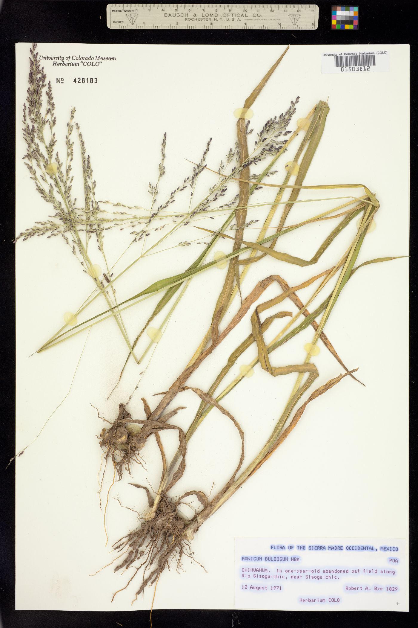 Panicum image