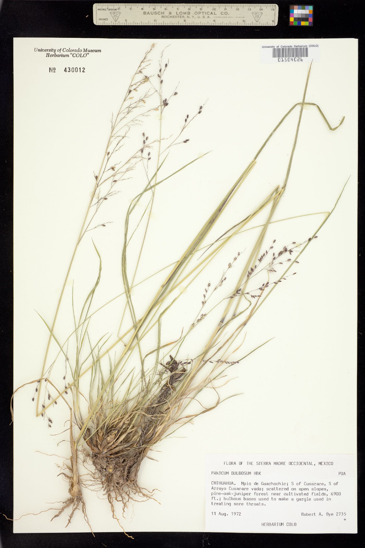 Panicum image