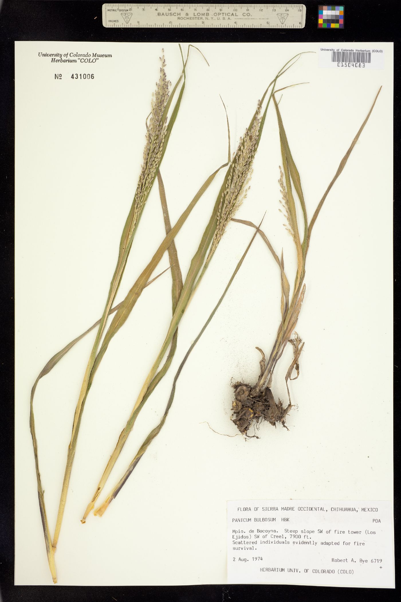 Panicum image