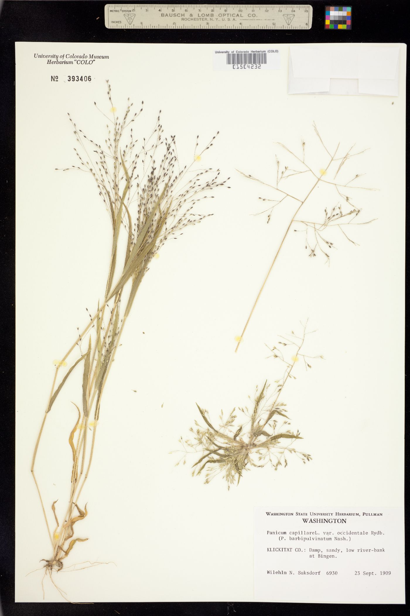 Panicum image