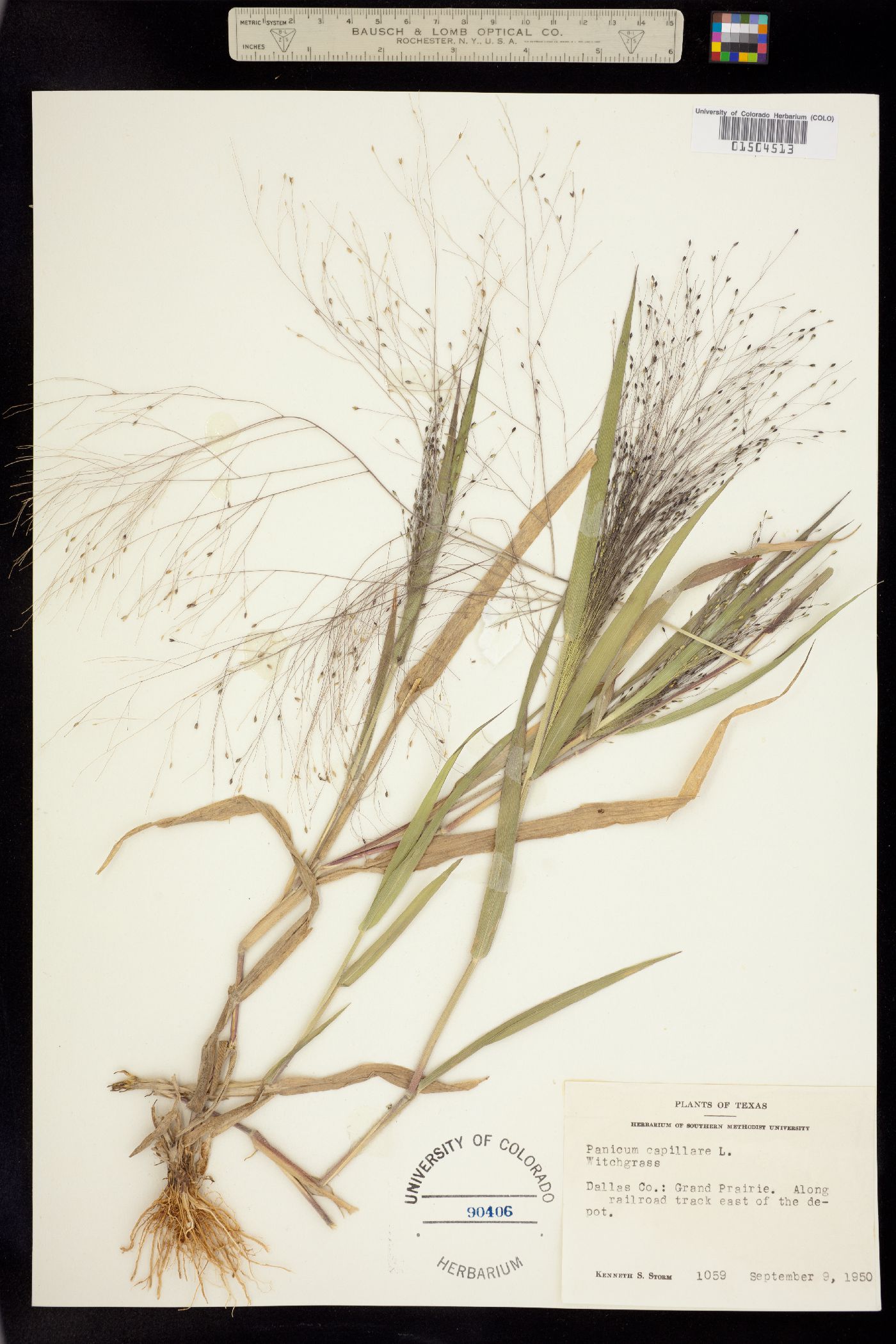 Panicum capillare image