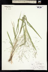 Image of Panicum capillarioides