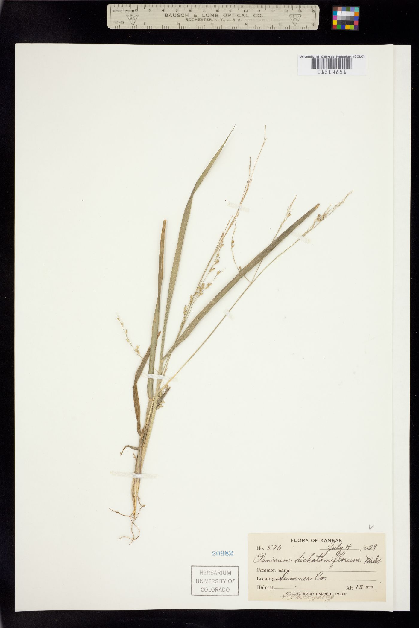 Panicum dichotomiflorum image