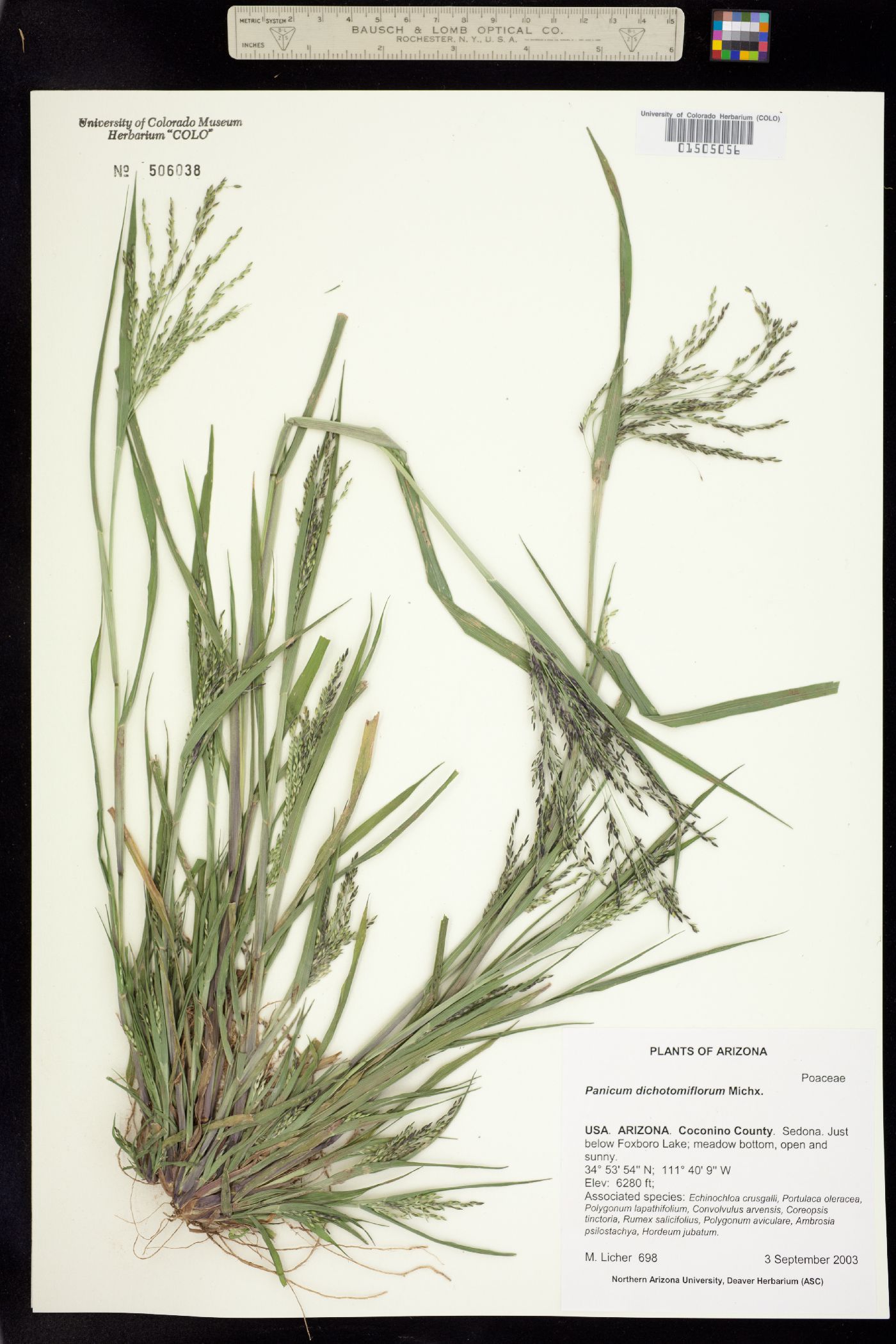 Panicum dichotomiflorum image