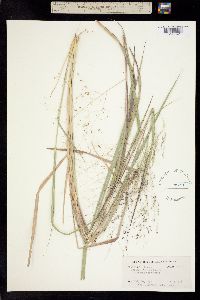 Panicum hallii var. filipes image