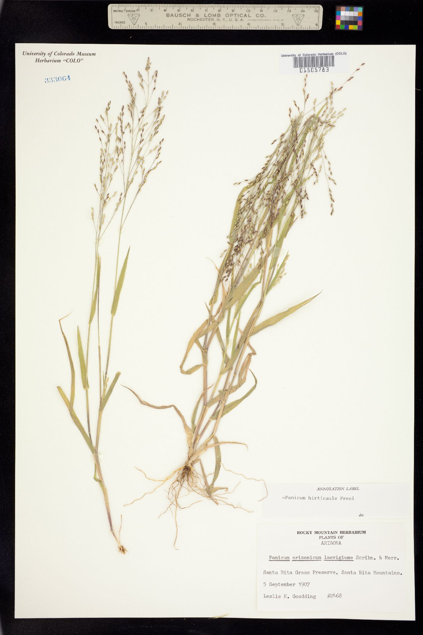 Panicum hirticaule image