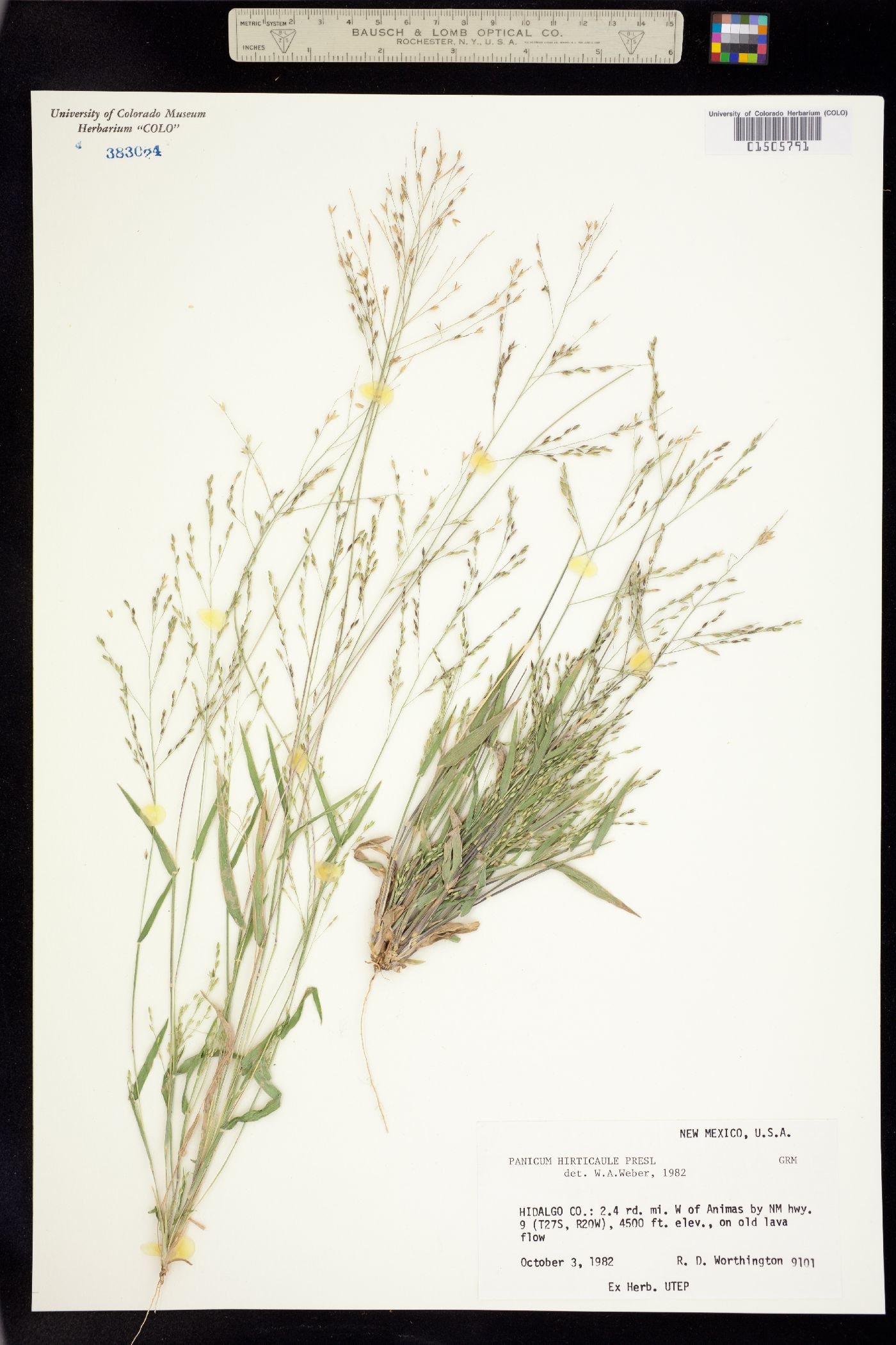 Panicum hirticaule image