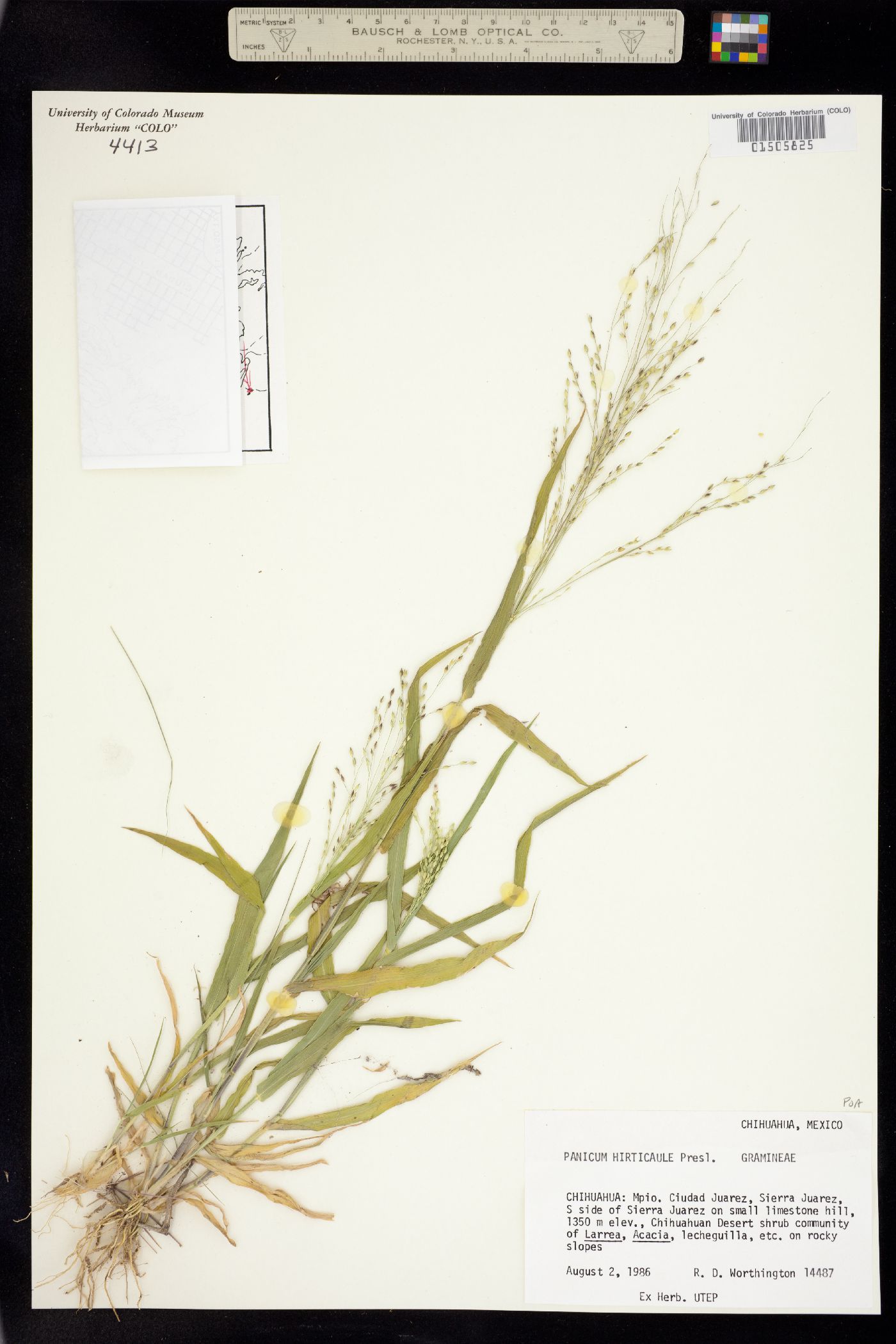Panicum hirticaule image