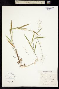 Dichanthelium acuminatum var. acuminatum image