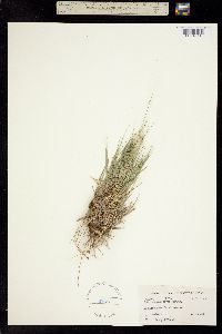 Setaria reverchonii ssp. ramiseta image