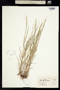 Setaria reverchonii ssp. ramiseta image