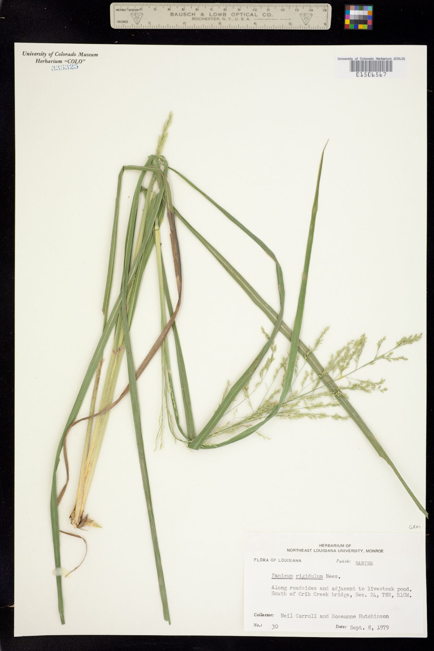 Panicum image