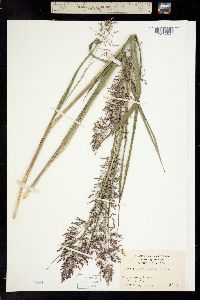 Coleataenia longifolia ssp. elongata image