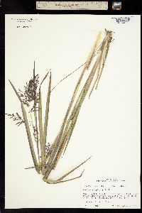 Coleataenia longifolia ssp. elongata image