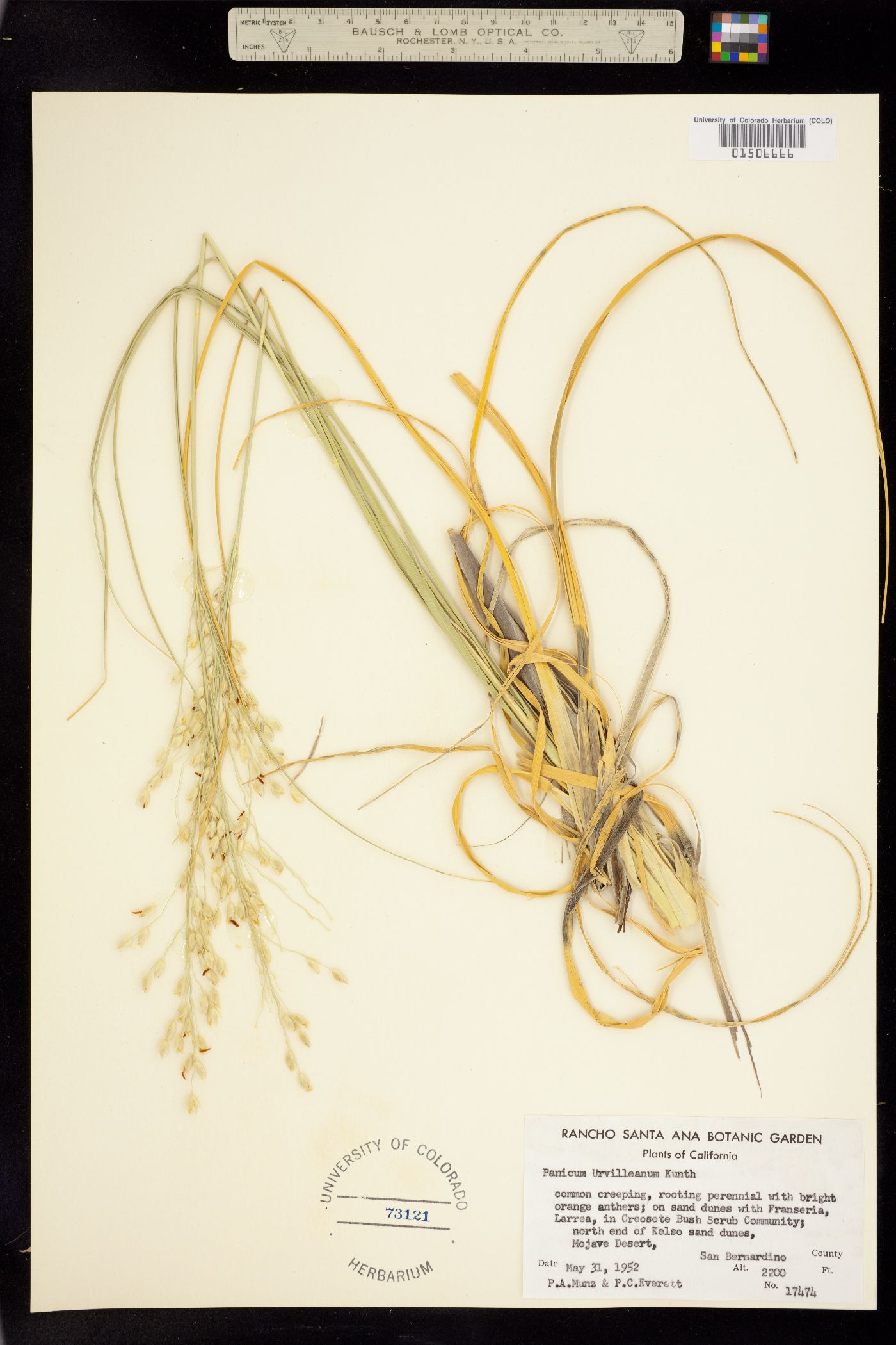 Panicum urvilleanum image
