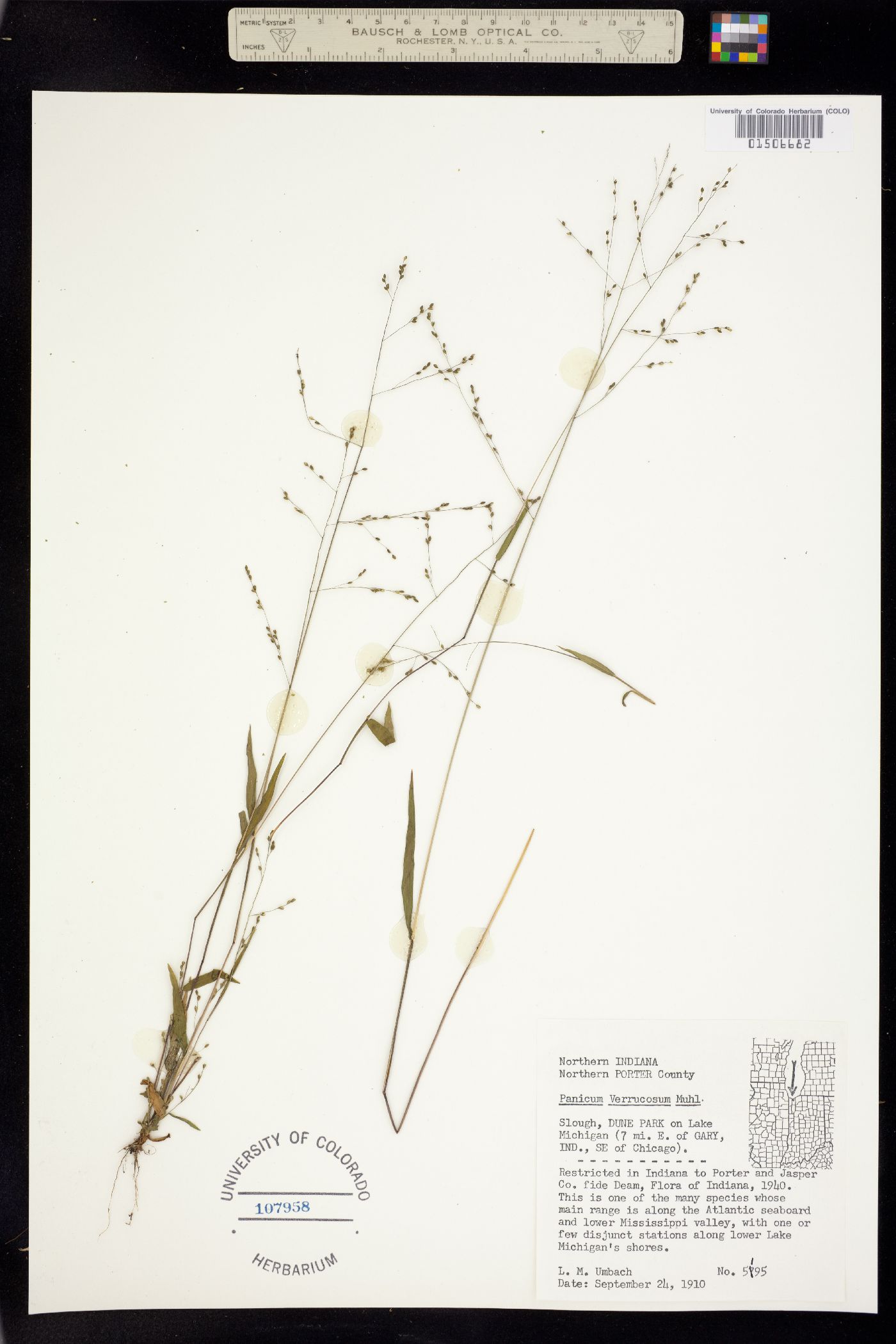 Panicum verrucosum image