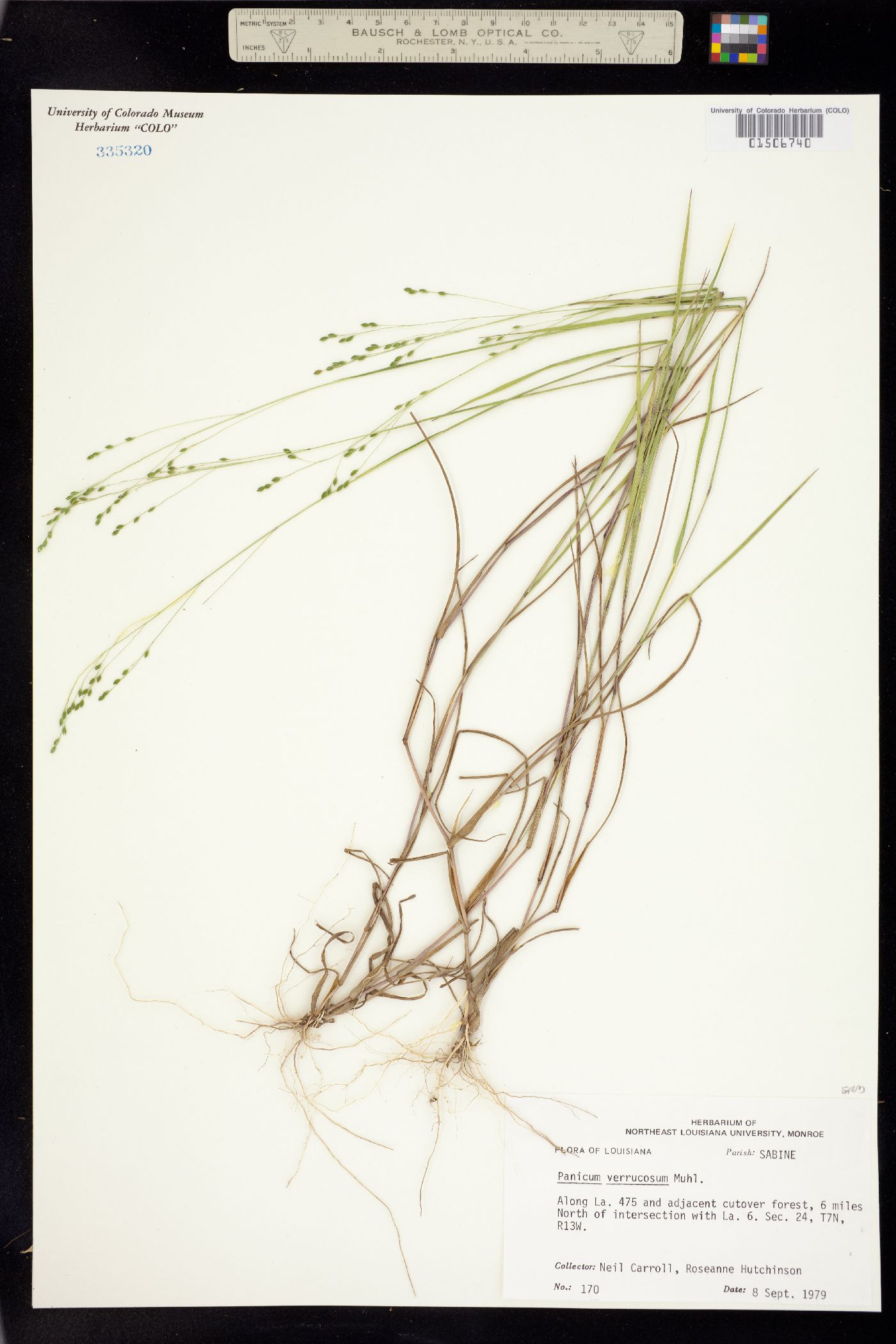 Panicum verrucosum image