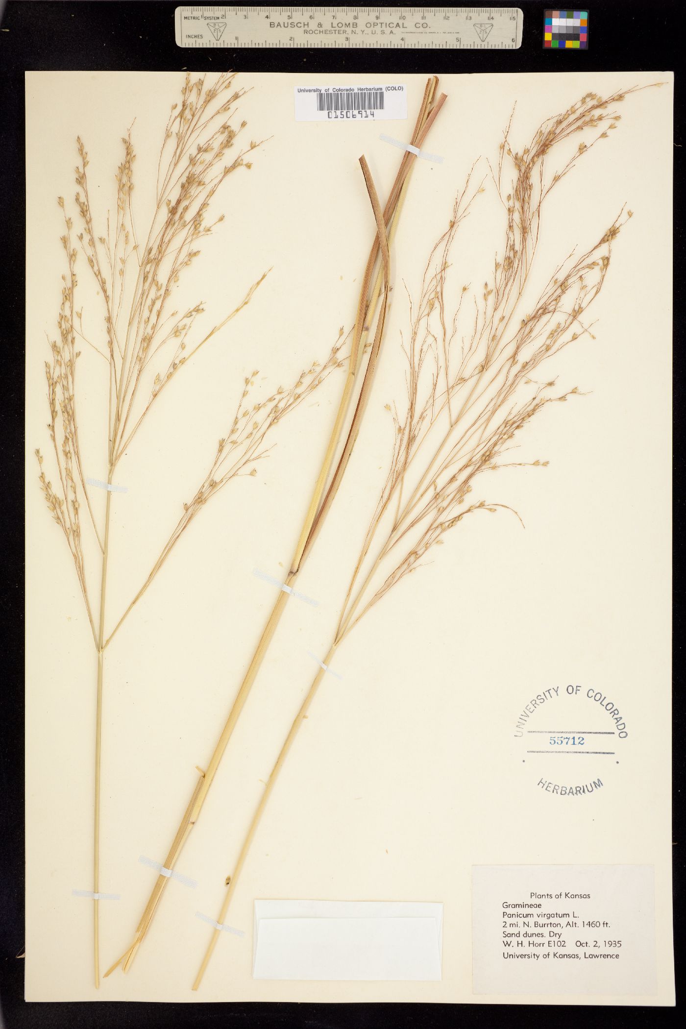 Panicum virgatum image