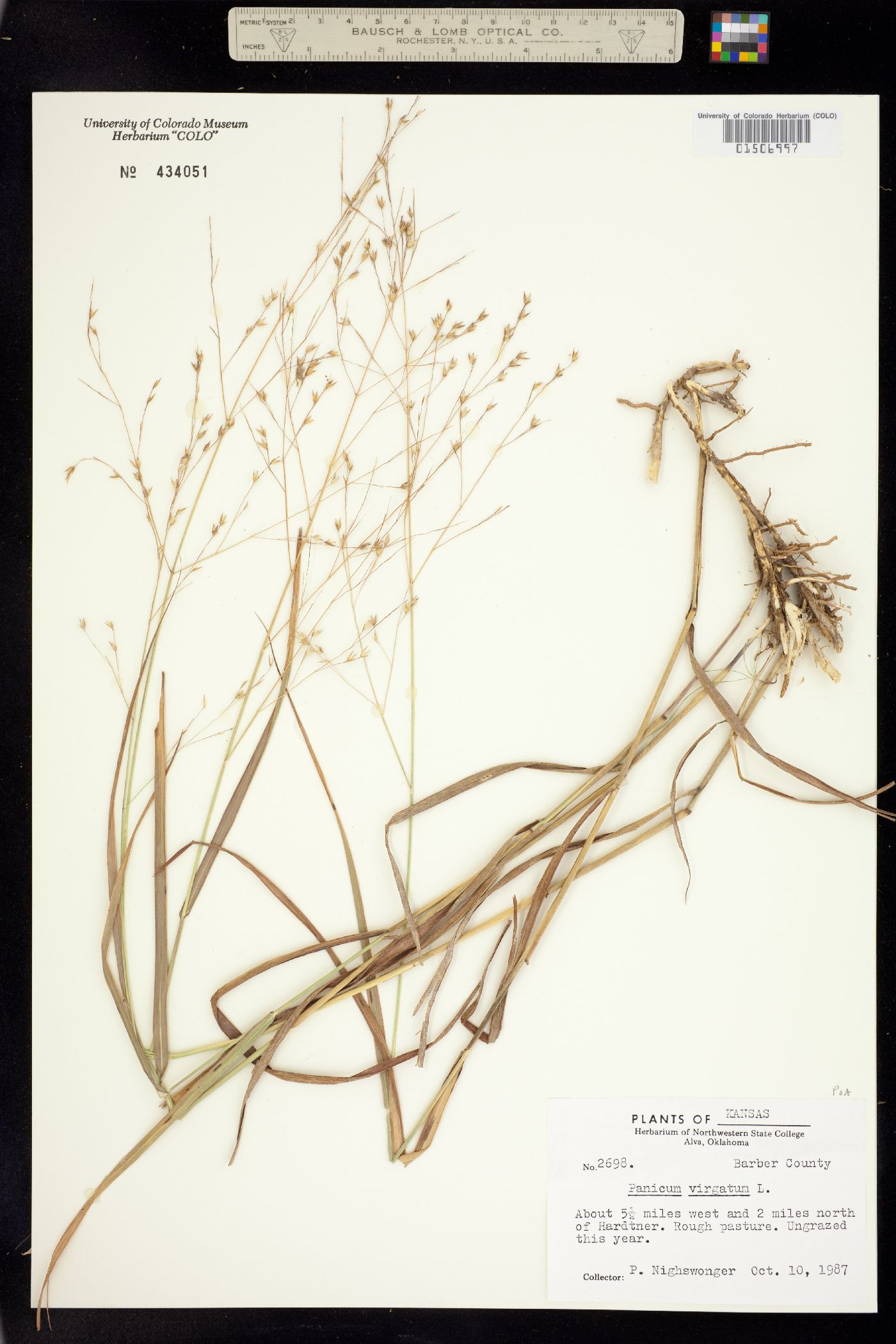 Panicum virgatum image