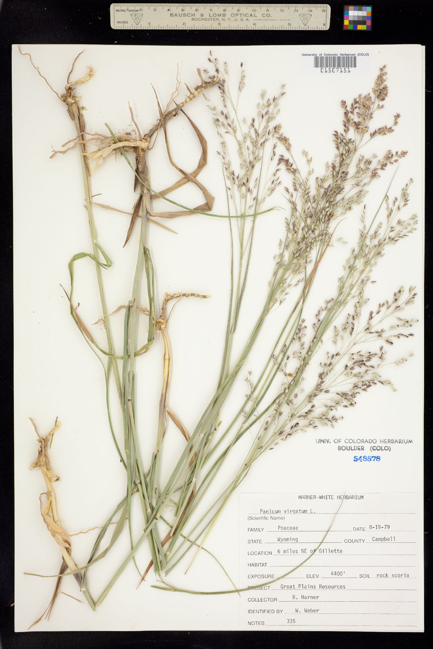 Panicum virgatum image