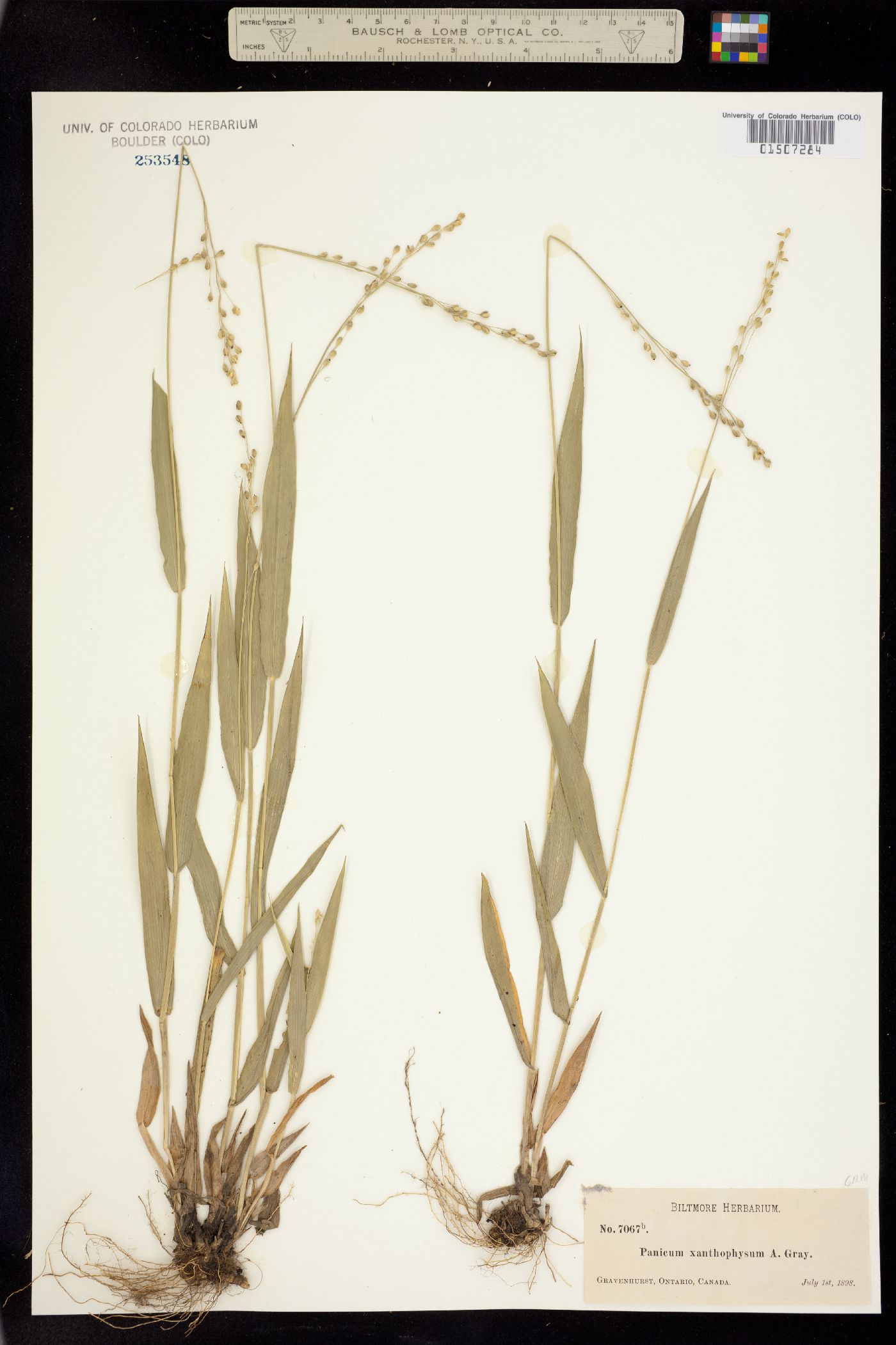 Dichanthelium xanthophysum image