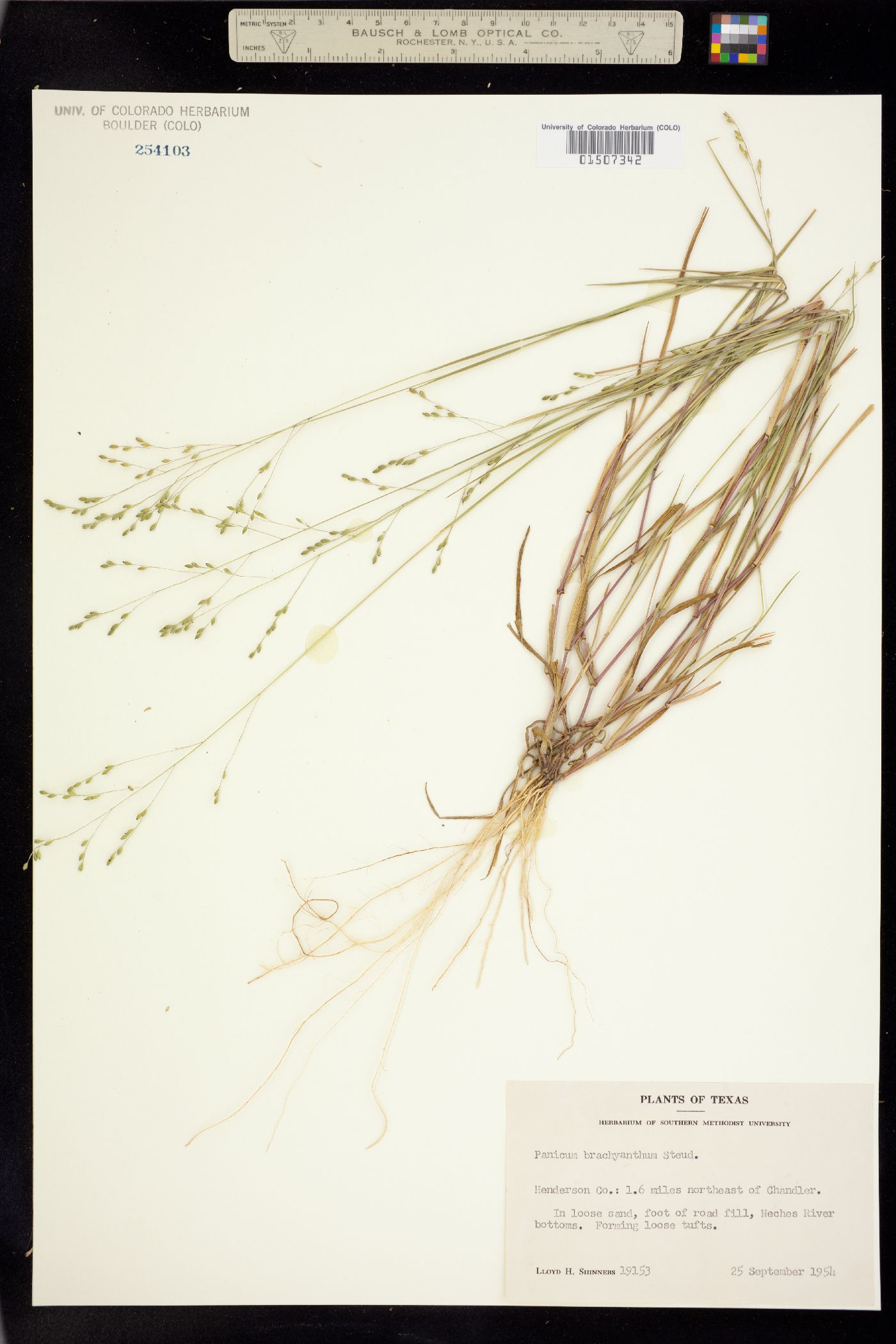 Panicum brachyanthum image