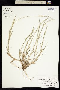 Setaria reverchonii ssp. firmula image
